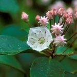 Mountain Laurel • <a style="font-size:0.8em;" href="http://www.flickr.com/photos/56452031@N00/396119770/" target="_blank">View on Flickr</a>