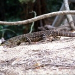 Australian Lace Monitor • <a style="font-size:0.8em;" href="http://www.flickr.com/photos/56452031@N00/400897736/" target="_blank">View on Flickr</a>