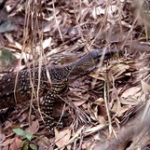 Australian Lace Monitor • <a style="font-size:0.8em;" href="http://www.flickr.com/photos/56452031@N00/400897917/" target="_blank">View on Flickr</a>