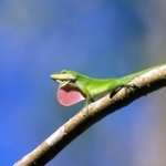 Green Anole • <a style="font-size:0.8em;" href="http://www.flickr.com/photos/56452031@N00/396116932/" target="_blank">View on Flickr</a>
