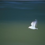 Gull in Flight • <a style="font-size:0.8em;" href="http://www.flickr.com/photos/56452031@N00/414260921/" target="_blank">View on Flickr</a>