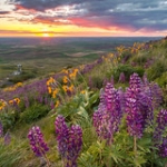 Lupine and Sunset on Steptoe Butte • <a style="font-size:0.8em;" href="http://www.flickr.com/photos/56452031@N00/26490870690/" target="_blank">View on Flickr</a>