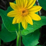 Heart-leaved Arnica • <a style="font-size:0.8em;" href="http://www.flickr.com/photos/56452031@N00/5719726812/" target="_blank">View on Flickr</a>