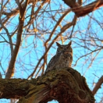 Great Horned Owl • <a style="font-size:0.8em;" href="http://www.flickr.com/photos/56452031@N00/4380700895/" target="_blank">View on Flickr</a>