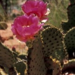 Prickly Pear • <a style="font-size:0.8em;" href="http://www.flickr.com/photos/56452031@N00/2639903877/" target="_blank">View on Flickr</a>