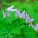 Dutchman's Breeches • <a style="font-size:0.8em;" href="http://www.flickr.com/photos/56452031@N00/5874484848/" target="_blank">View on Flickr</a>