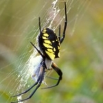 Black and Yellow Garden Spider • <a style="font-size:0.8em;" href="http://www.flickr.com/photos/56452031@N00/2956610726/" target="_blank">View on Flickr</a>