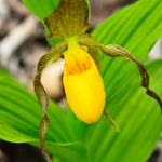 Yellow Lady's Slipper • <a style="font-size:0.8em;" href="http://www.flickr.com/photos/56452031@N00/3520039137/" target="_blank">View on Flickr</a>