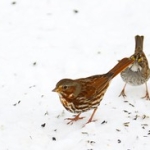Fox Sparrow • <a style="font-size:0.8em;" href="http://www.flickr.com/photos/56452031@N00/4354507512/" target="_blank">View on Flickr</a>