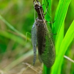 Dobsonfly • <a style="font-size:0.8em;" href="http://www.flickr.com/photos/56452031@N00/4760322687/" target="_blank">View on Flickr</a>