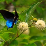 Pipevine Swallowtail • <a style="font-size:0.8em;" href="http://www.flickr.com/photos/56452031@N00/4758792091/" target="_blank">View on Flickr</a>
