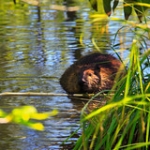 Beaver • <a style="font-size:0.8em;" href="http://www.flickr.com/photos/56452031@N00/4769273813/" target="_blank">View on Flickr</a>