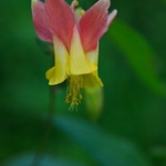 Crimson Columbine • <a style="font-size:0.8em;" href="http://www.flickr.com/photos/56452031@N00/6093996529/" target="_blank">View on Flickr</a>