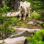 Mountain Goat • <a style="font-size:0.8em;" href="http://www.flickr.com/photos/56452031@N00/7591296152/" target="_blank">View on Flickr</a>