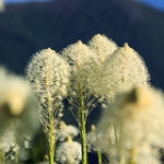 Beargrass • <a style="font-size:0.8em;" href="http://www.flickr.com/photos/56452031@N00/9186394780/" target="_blank">View on Flickr</a>