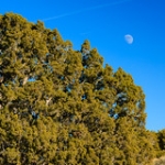 The Moon and The Juniper • <a style="font-size:0.8em;" href="http://www.flickr.com/photos/56452031@N00/8231321314/" target="_blank">View on Flickr</a>