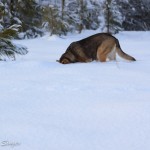 Wild dogs, such as coyotes and foxes, are able to hunt even when the snow is six feet deep. Greta likes to pretend she is a wild dog.