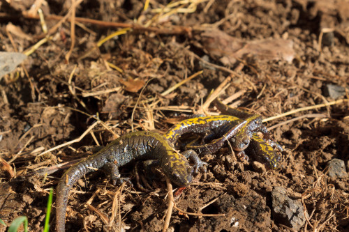 Long-toed Salamander, Ambystoma macrodactylum