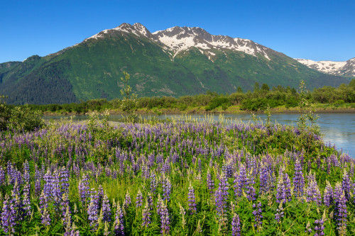 Lupine and Mountains