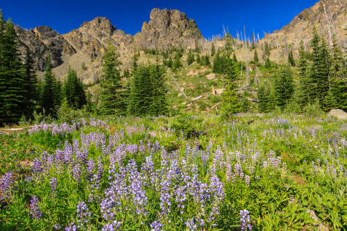 Fields of lupine in bloom color the alpine meadow.