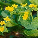 Marsh Marigold • <a style="font-size:0.8em;" href="http://www.flickr.com/photos/56452031@N00/505198732/" target="_blank">View on Flickr</a>
