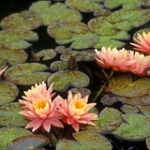 Orange Water Lily • <a style="font-size:0.8em;" href="http://www.flickr.com/photos/56452031@N00/706762534/" target="_blank">View on Flickr</a>
