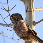 Northern Hawk Owl • <a style="font-size:0.8em;" href="http://www.flickr.com/photos/56452031@N00/11330601066/" target="_blank">View on Flickr</a>