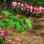 Bleeding Hearts • <a style="font-size:0.8em;" href="http://www.flickr.com/photos/56452031@N00/3499486012/" target="_blank">View on Flickr</a>