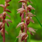 Striped Coralroot • <a style="font-size:0.8em;" href="http://www.flickr.com/photos/56452031@N00/5776877573/" target="_blank">View on Flickr</a>