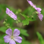 Wild Geranium • <a style="font-size:0.8em;" href="http://www.flickr.com/photos/56452031@N00/4569568451/" target="_blank">View on Flickr</a>