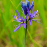 Common Camas • <a style="font-size:0.8em;" href="http://www.flickr.com/photos/56452031@N00/7238606324/" target="_blank">View on Flickr</a>