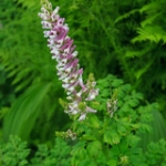 Corydalis caseana • <a style="font-size:0.8em;" href="http://www.flickr.com/photos/56452031@N00/50078719733/" target="_blank">View on Flickr</a>