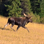 Moose • <a style="font-size:0.8em;" href="http://www.flickr.com/photos/56452031@N00/6224253131/" target="_blank">View on Flickr</a>
