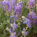 Lupine • <a style="font-size:0.8em;" href="http://www.flickr.com/photos/56452031@N00/8736675093/" target="_blank">View on Flickr</a>