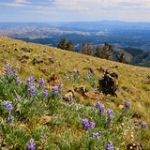 Lupine, Hells Canyon, and the Seven Devils • <a style="font-size:0.8em;" href="http://www.flickr.com/photos/56452031@N00/7669732676/" target="_blank">View on Flickr</a>