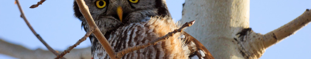 An update on the Hawk Owl