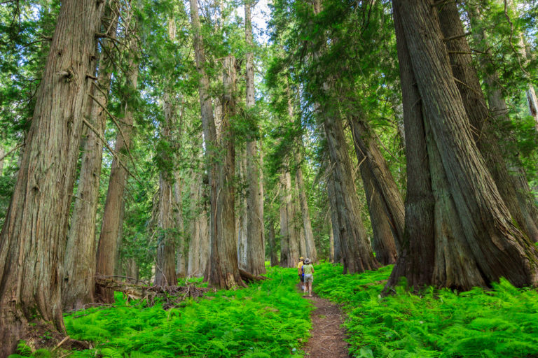 Adventures with Clara: Hobo Cedar Grove