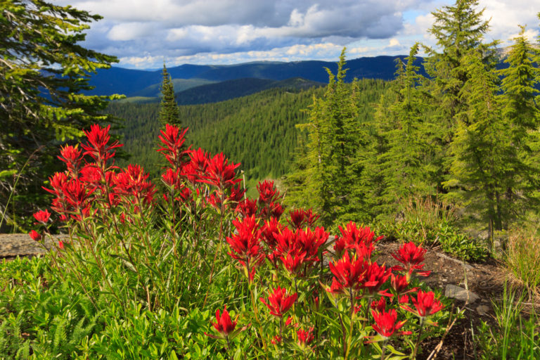 Grandmother Mountain
